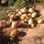 بطاطس عضوي 