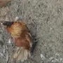 ديك ودجاجتين بالظهران