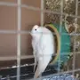 بيور مع انتاجه