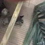 جوز روز للانتاج