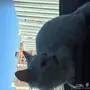 قطة شيرازي