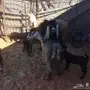 ثلاث معزا متاويم