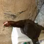 للبيع دجاجة هندية 