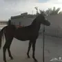 مهر - مهر  العمر 9 او عشر