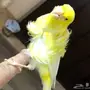 جوزكناري فانسي مفتل (توب) لي اهل المتميز