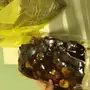تمر سكري كراتين يابلاش 