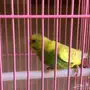 انثى طيور الحب غير منتجه 