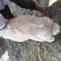 طليان ورخال حريه للثلاجه والمناسبات