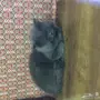 قط رمادي ذكر للبيع 