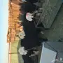بهم نجد للبيع