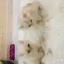 قطط هملايا وشيرازيه للبيع