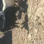 طليان للبيع 