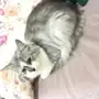 قط شيرازي للبيع 