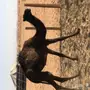 للبيع بكره مفروده قصب 