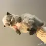 قط للبيع بيكي فيس
