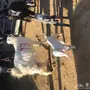 ماغز مطافيل للبيع