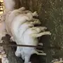 خرفان للبيع