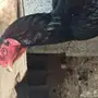 للبيع ديكه باكستانية توب
