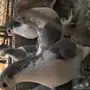 حمام شيرازي منتج شرط بطن واحد 