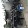 ماعز عارضيات صنف 