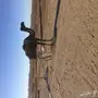 خلفه للبيع