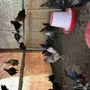ديوك بلدي العمر 4الى5شهور