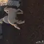 بهم حري