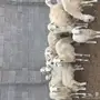 تسعه روس نعاج 