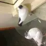 هلمت ازرق