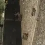 أرانب برية