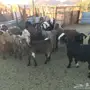 معزاء طيبه 