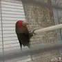 ببغاء روز