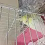 طير كوكتيل