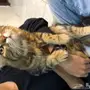 قط شيرازي تايقر 