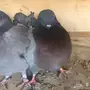 حمام كنق