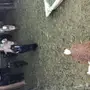 معزا 8 تحتها 12