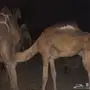 بعير اركي