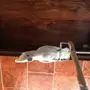 كوكاتو سلمون من النوادر للبدل 