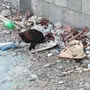 دجاج بديك باكستاني
