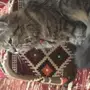 قط شيرازي  عمره 5 شهور انثى 