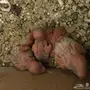 زوج بادجي معه 6 فروخ 