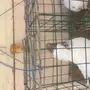 سوداني امريكي تب التب