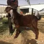تيس احمر هولندي مشروط