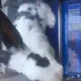 ارانب للبيع 