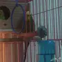 للبيع بادجي هولندي حجم جامبو