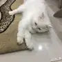 قطط للبيع