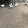 وز للبيع 