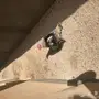 طقم رومي ديك ودجاجتين رفحاء