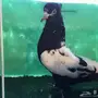 حمام ايراني مشهدي اسود 