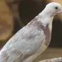 للبيع حمام 6 أجواز و4 طبات بلدي